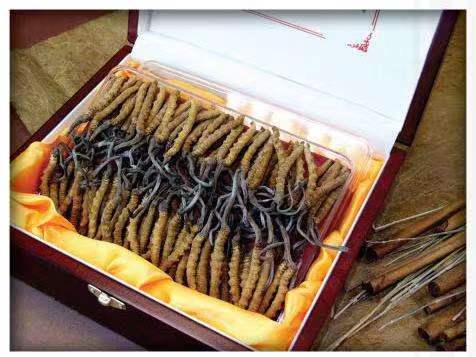 彭水冬虫夏草回收